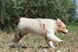 BERGER AUSTRALIEN PUPPIES 265